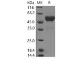 Recombinant Human TL1A Protein (Fc Tag)