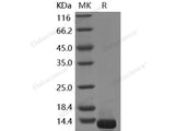 Recombinant Human COL6A3/Collagen-VI Protein (His Tag)