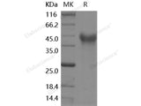 Recombinant Human MEGF10 Protein (His Tag)