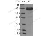 Recombinant Human LILRA5 Protein (Fc Tag)