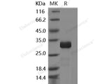 Recombinant Human IMP1/IMPA1 Protein (His Tag)