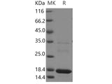 Recombinant Human MAGOH Protein (His Tag)