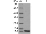 Recombinant Human ISG15/G1P2 Protein (mature form)