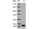 Recombinant Human ISG15/G1P2 Protein