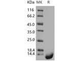 Recombinant Human Thioredoxin-2/TXN2 Protein (His Tag)(Active)