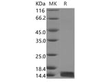 Recombinant Human FABP3 Protein