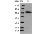 Recombinant Human GAP43/Neuromodulin Protein (His Tag)