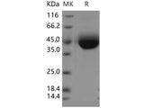 Recombinant Human SIGLEC3/CD33 Protein (His Tag)