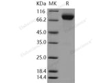 Recombinant Human LSAMP Protein (Fc Tag)(Active)