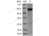 Recombinant Human KEAP1/INRF2 Protein