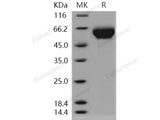 Recombinant Human LILRB3/LIR3/ILT5/CD85a Protein (His Tag)