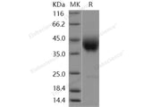 Recombinant Human SLAMF6/Ly108 Protein