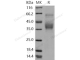 Recombinant Human SLAMF6/Ly108 Protein (aa 1-226, His Tag)(Active)