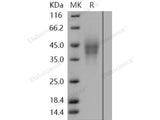 Recombinant Human LMIR2/CD300C Protein (His Tag)