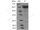 Recombinant Human SIGLEC5 Protein