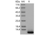 Recombinant Human SPINK4 Protein (His Tag)