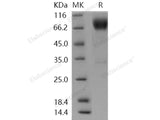 Recombinant Human ICOS Ligand/ICOSL Protein (Fc Tag)