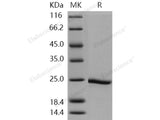 Recombinant Human HSP90AA1/HSP90 Protein