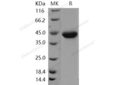 Recombinant Human Galanin/GAL Protein (Fc Tag)