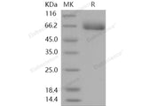 Recombinant Human EphA4 Protein (His Tag)(Active)