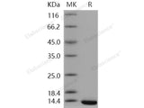 Recombinant Human TXNDC17/TRP14/TXNL5 Protein