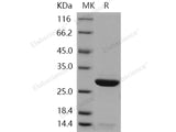 Recombinant Human Peroxiredoxin 6/PRDX6 Protein (His Tag)