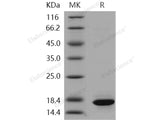 Recombinant Human Histone H3.1/HIST1H3A/H3FA Protein