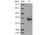 Recombinant Human FOLR2/FBP Protein (His Tag)