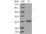 Recombinant Human PRDM2/RIZ1 Protein