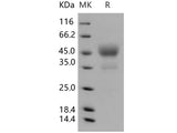 Recombinant Human CD24 Protein (Fc Tag)