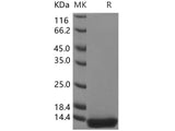 Recombinant Human Histone H4/HIST2H4A Protein