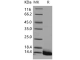 Recombinant Human Defensin/Beta-defensin 3/DEFB103 Protein (His Tag)