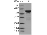 Recombinant Human 14-3-3 tau/14-3-3 theta/YWHAQ Protein (GST Tag)