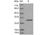 Recombinant Human 14-3-3 beta/YWHAB Protein