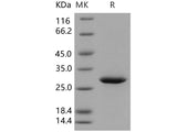 Recombinant Human 14-3-3 sigma/YWHAS Protein