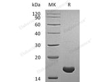 Recombinant Human Cyclophilin A Protein (His Tag)