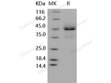 Recombinant Human TRAILR1/TNFRSF10A Protein (Fc Tag)(Active)