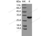 Recombinant Human MBL2/MBL/COLEC1 Protein