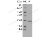 Recombinant Human TNFSF14/LIGHT Protein (His Tag)