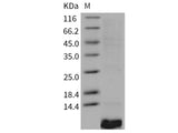 Recombinant Human EGF Protein (Active)