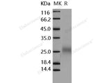 Recombinant Human FLT3LG/Flt3 Ligand Protein (His Tag)(Active)