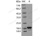 Recombinant Human Pleiotrophin/PTN/HB-GAM Protein (Active)