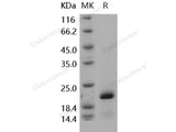 Recombinant Human PIN1/Rotamase Pin1 Protein (His Tag)