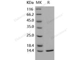 Recombinant Human FKBP12 Protein (His Tag)