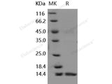 Recombinant Human Dectin-1/CLEC7A Protein