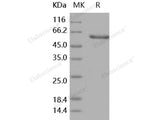 Recombinant Human Layilin/LAYN Protein (Fc Tag)