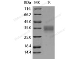 Recombinant Human CD147/Basigin Protein