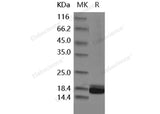 Recombinant Human IL1F5/IL36RN Protein