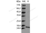 Recombinant Human IL36G/IL1F9 Protein (aa 18-169)