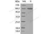 Recombinant Human PD-L1/B7-H1/CD274 Protein (Fc Tag)(Active)